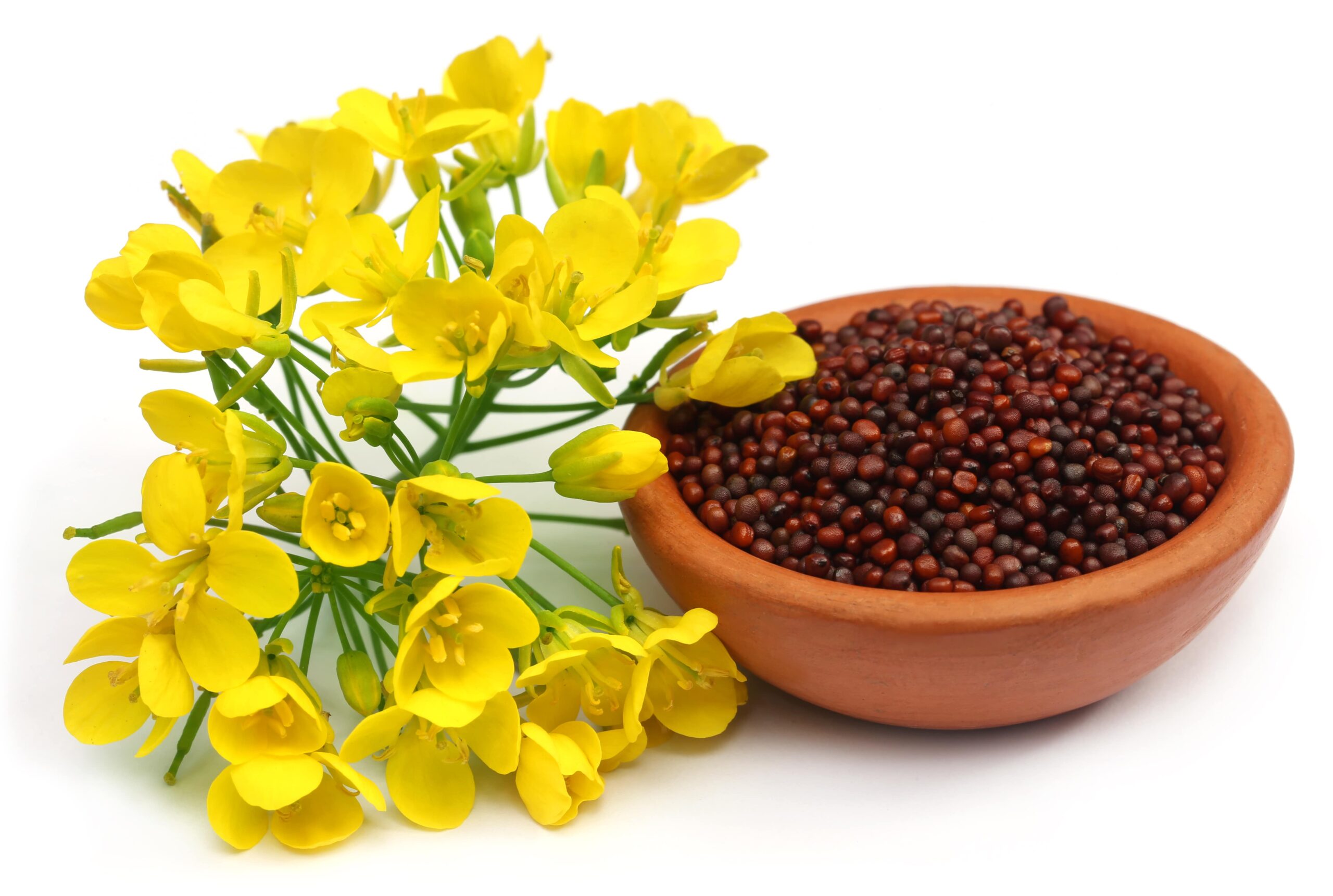 Mustard Seeds